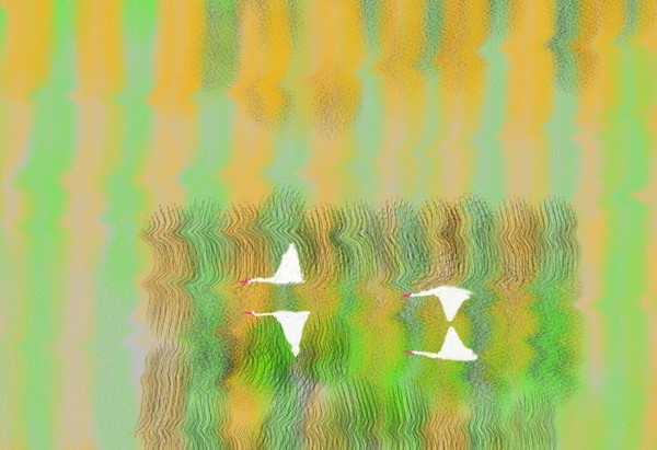 O310 Cranes over a lake in the Fall