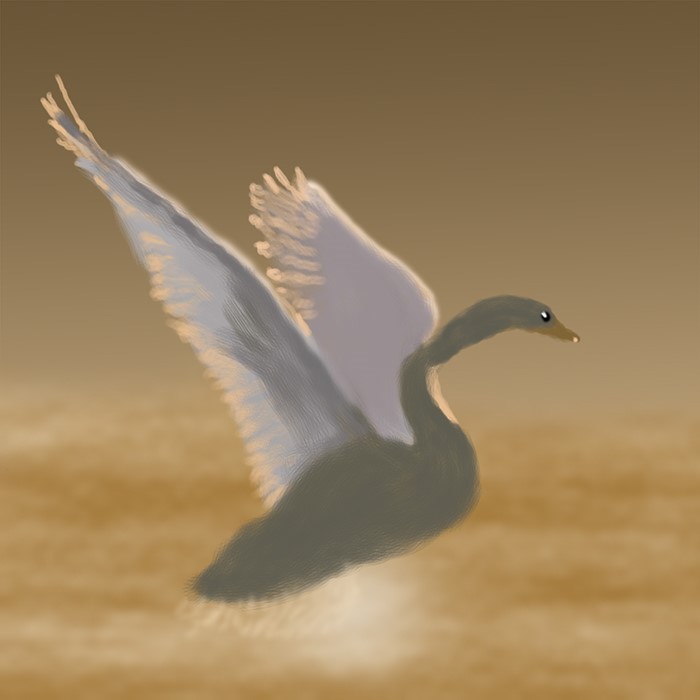Swan take off O962
