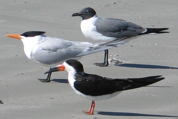 Beach Birds