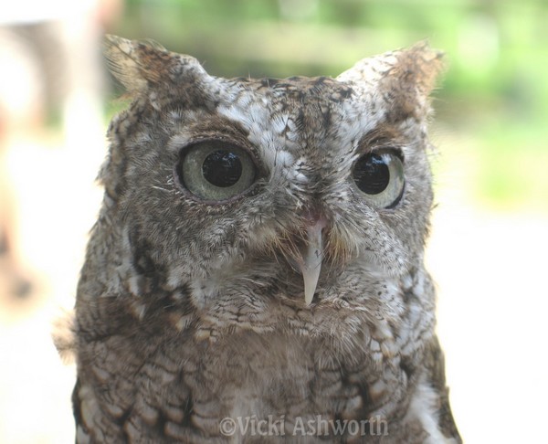 Little Owl