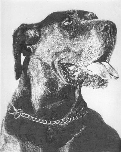 Great Dane