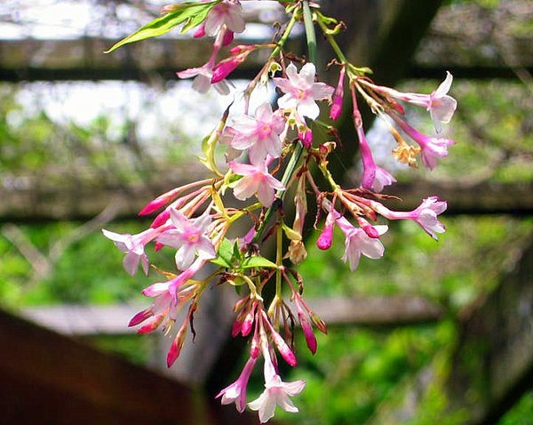 Pink Flowers