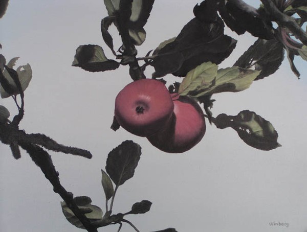 Apples in the sun