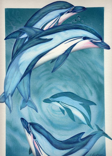 Dolphin Dance