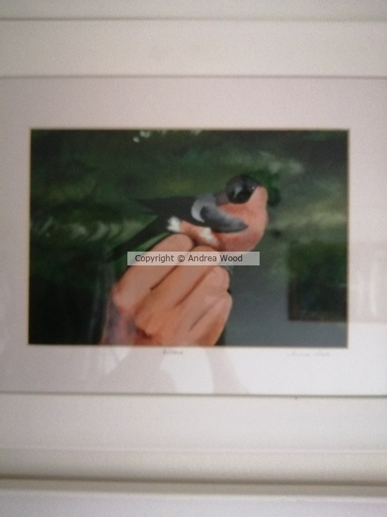 Bullfinch 