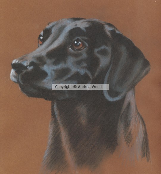 Black labrador