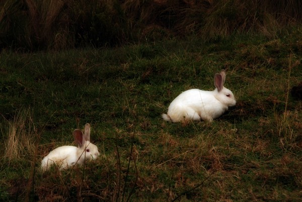 Rabbits, Porcon, Cajamarca, Peru