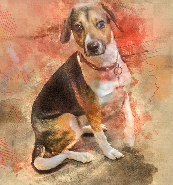 harley