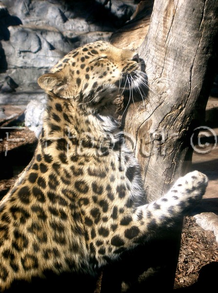 Contented Leopard!