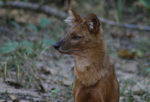 Dhole