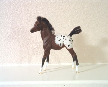 Appaloosa Foal