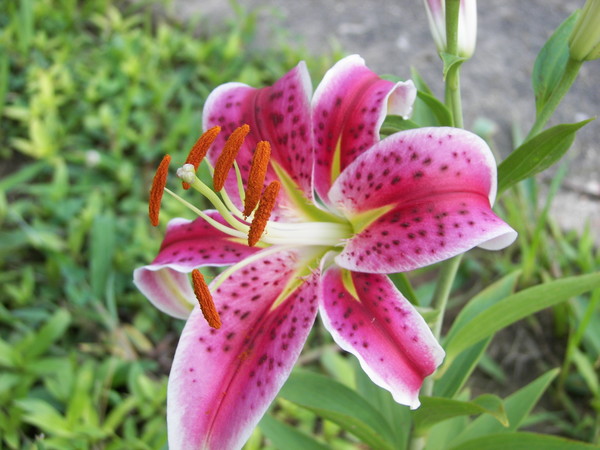 Stargazer