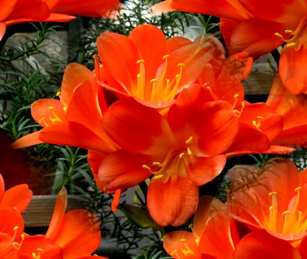 Glory Of The Green House (Two)
