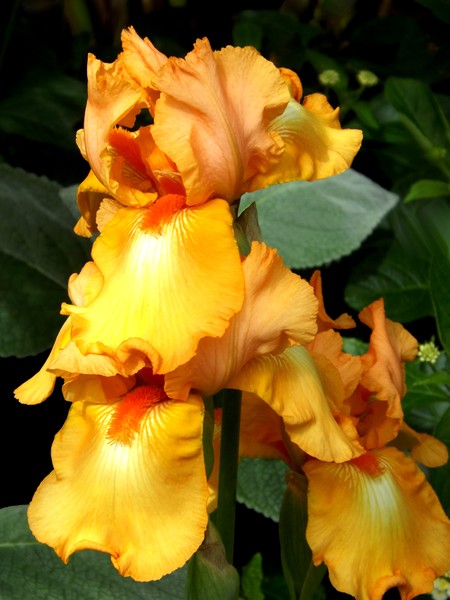 Golden Iris (The Original)