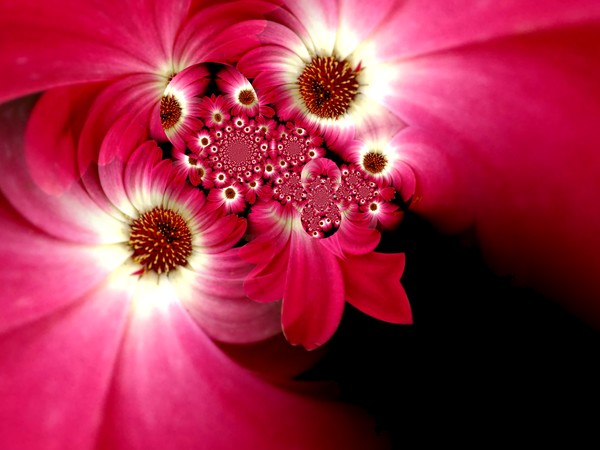 Blushing Gerbera (Four)