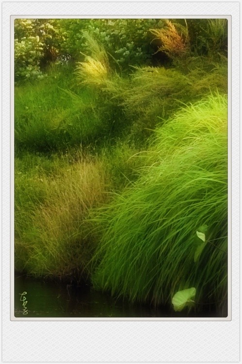 dreamy grass