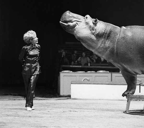 Hippo