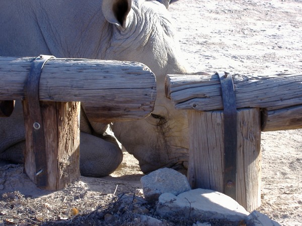 The Eye of the Rhino