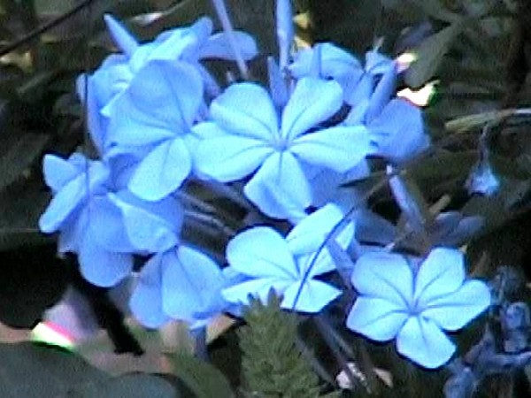 Blue Flowers