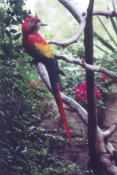 Scarlet Macaw