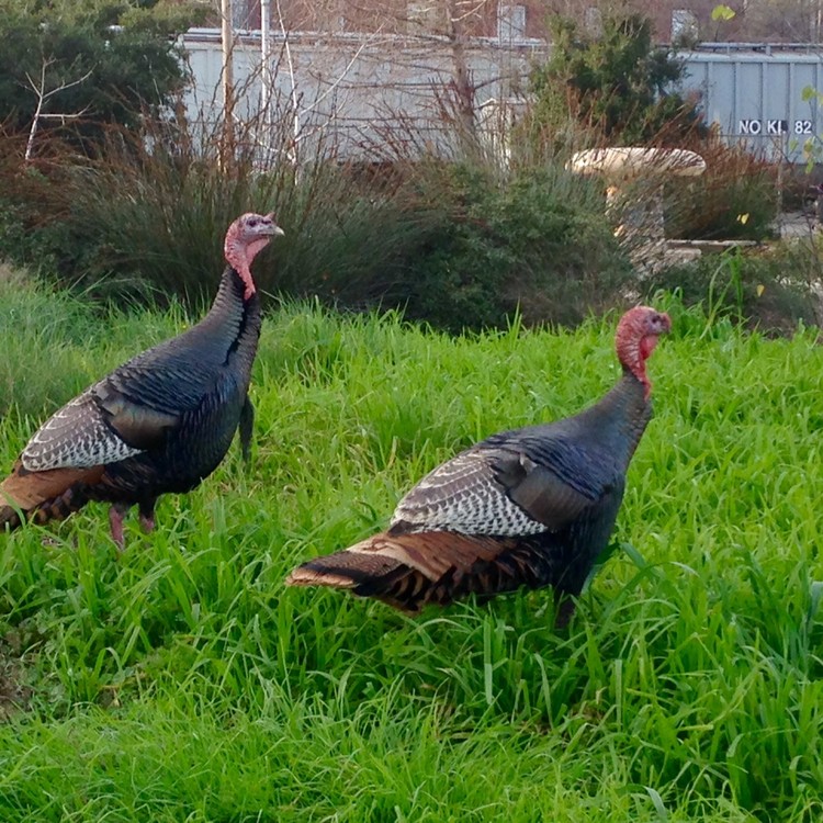 Neighbors on a Walk