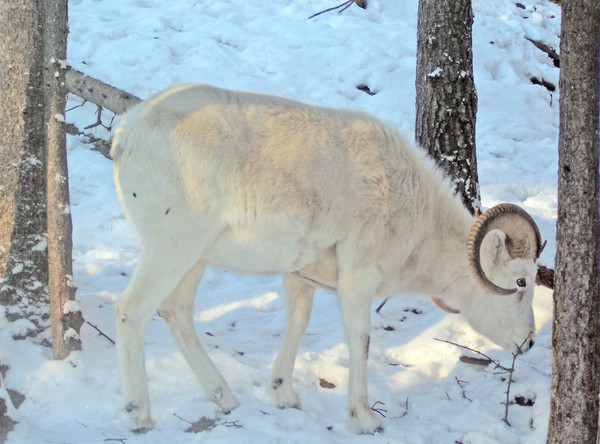Dall Sheep 1