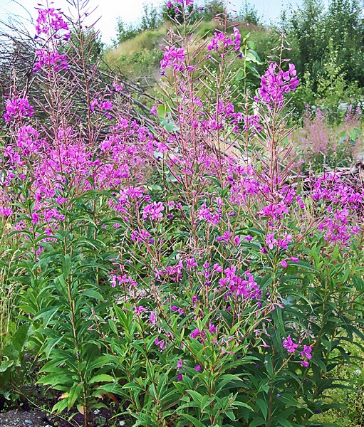 Fireweed Tangle