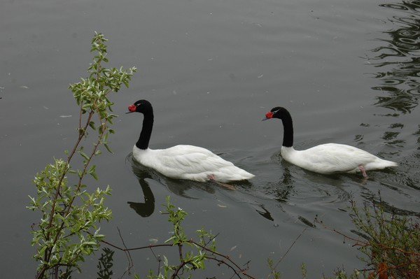 Black-necked Swan (Cygnus melancoryphus) in Bronx