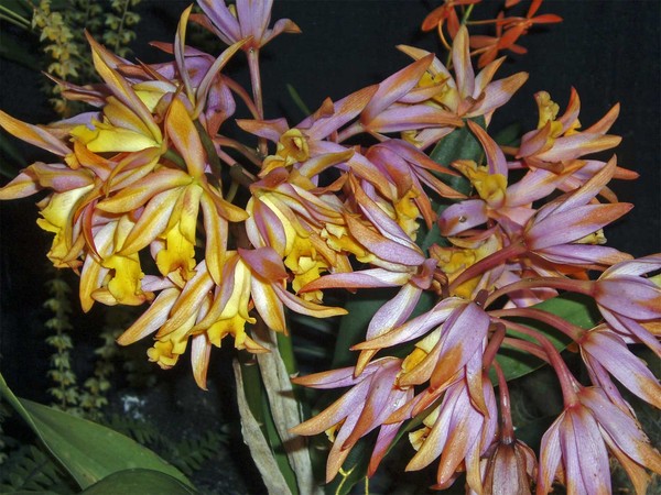 Pink and Yellow Orchids