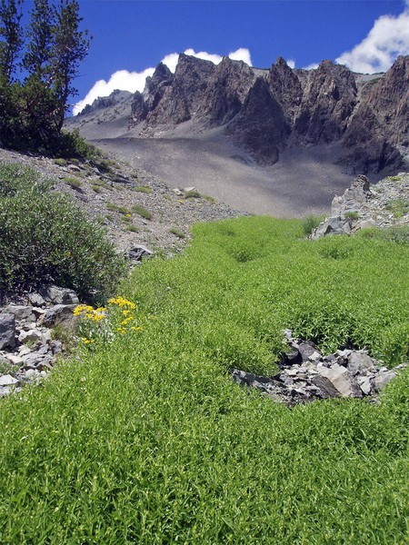 The Greens of Summer
