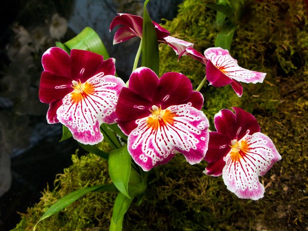Pretty Pansies