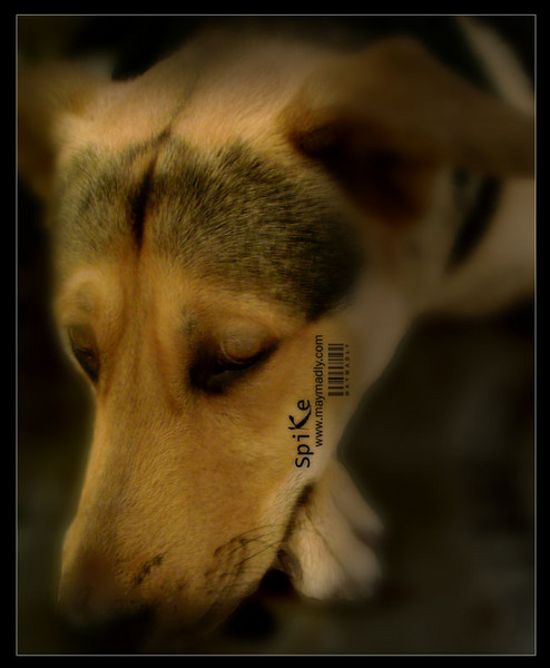Spike