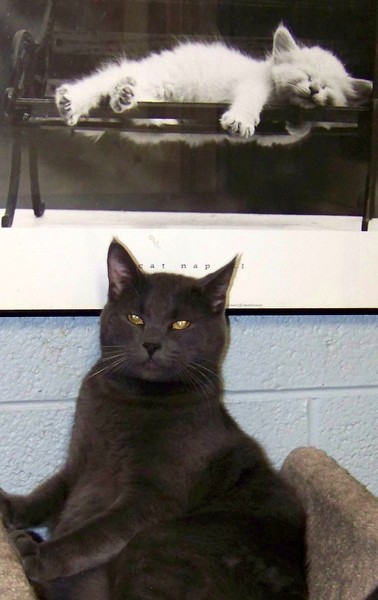 Kitty under Kitty print