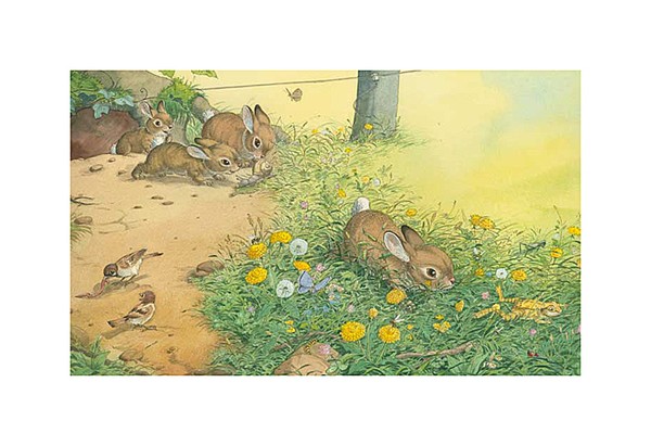 rabbits
