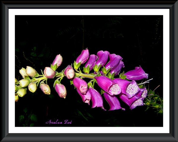 WILD BEAUTIES