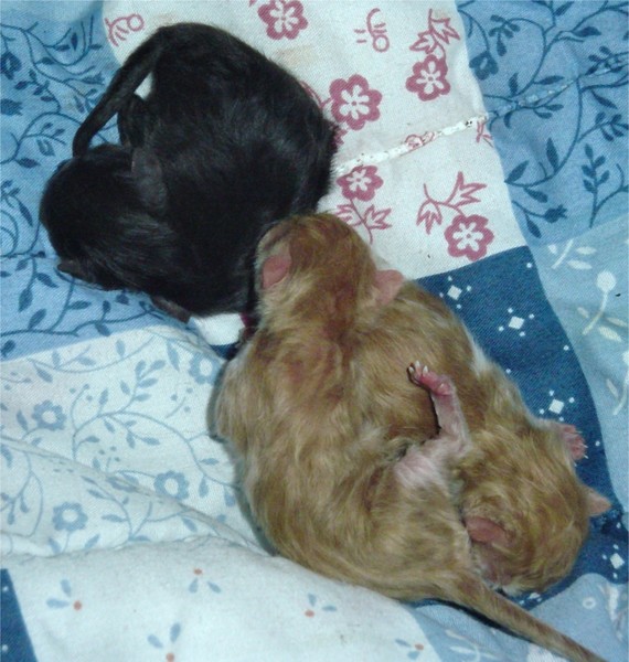 Newborn2