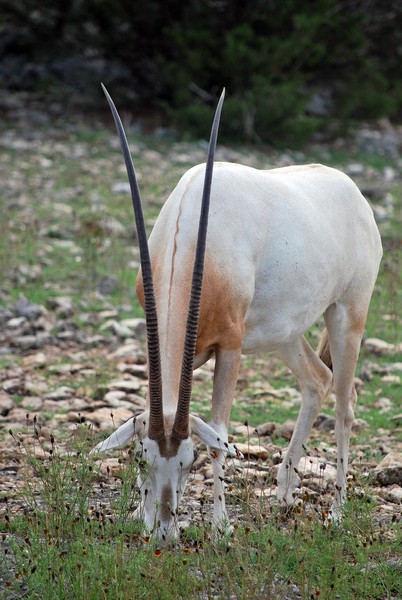 Long Horns