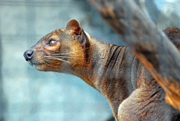 Nosy Ocelot