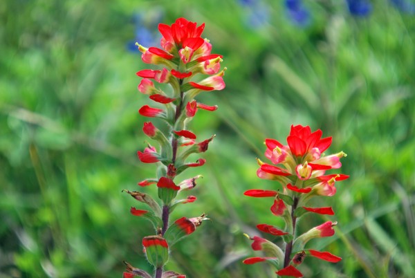 Paintbrushes