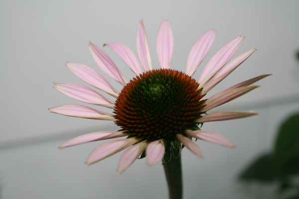 starflower