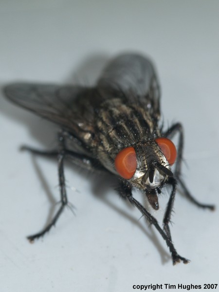 'Mr Red Eyes'