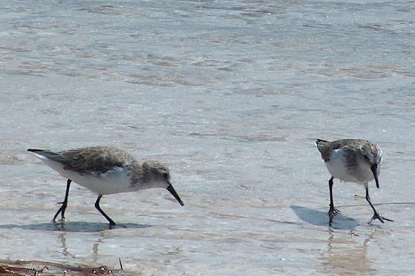 Sand Pipers