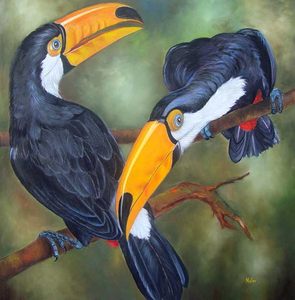 Tucanos