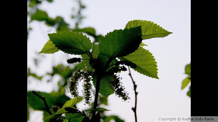 Glowing Mulberry