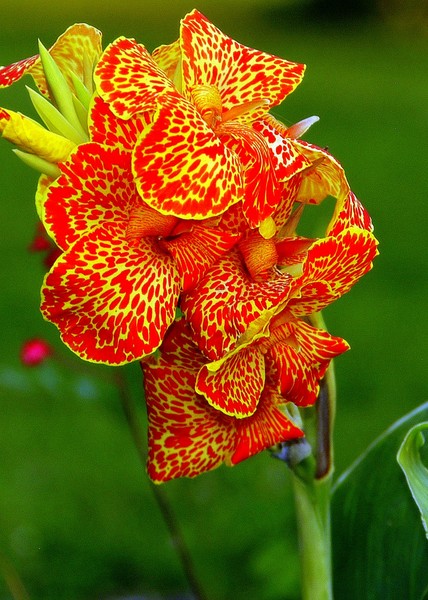 Cala Lily 01