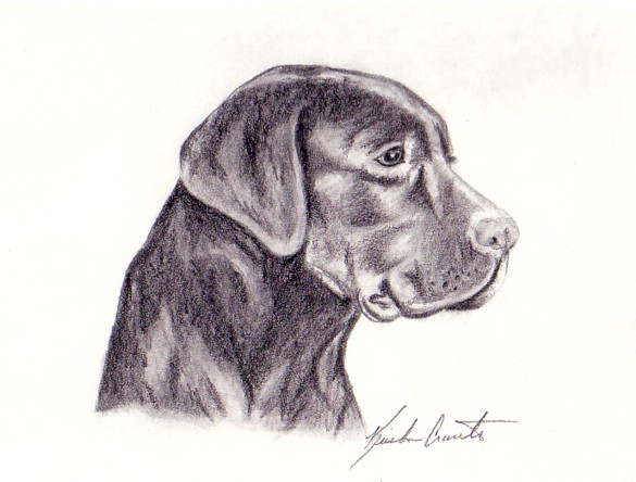 Labrador
