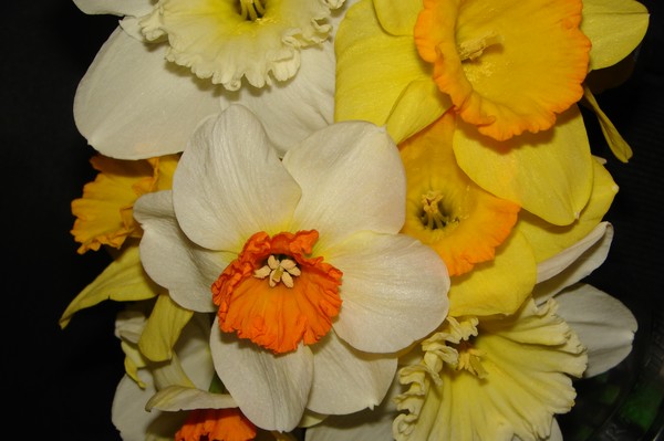 Daffos 2