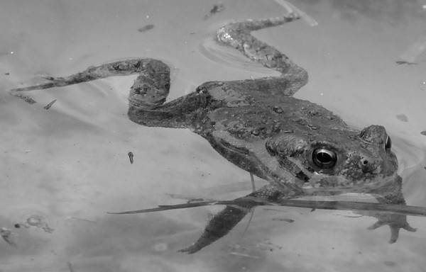 Friend Frog