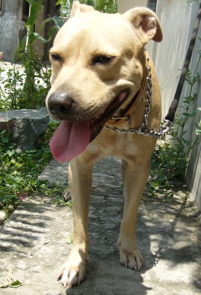 He He! My Favorite Pit Bull 2!