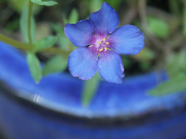 DAINTY BLUE